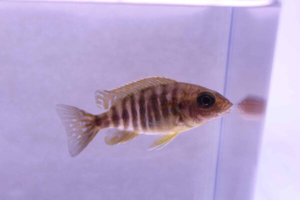 Mixed Peacock Cichlid (Juvenile) - Image 2