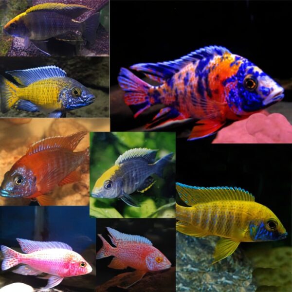 R-19-.jpg OB Peacock Cichlid (2-2.5in) - Image 1