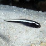 Engineer Goby