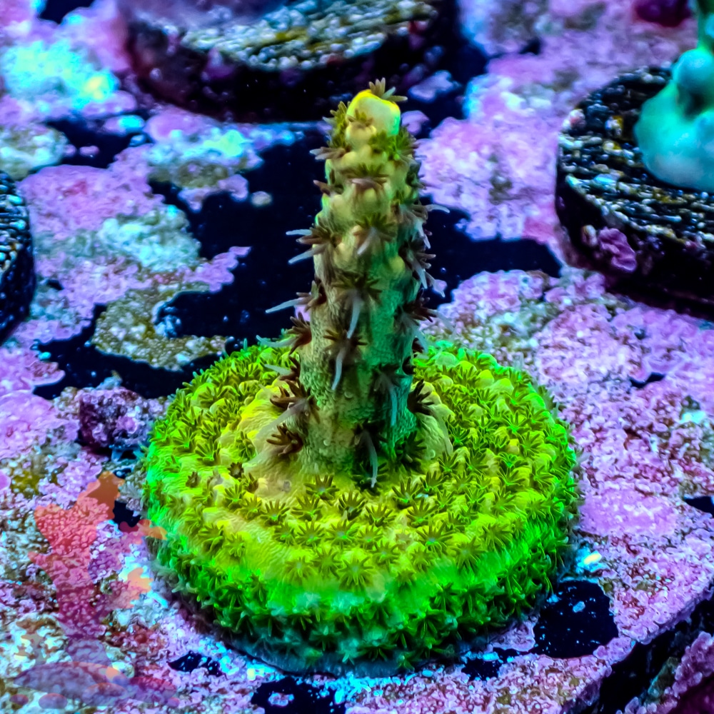 TSA Rainbow Sherbert - 442015 | Frags 2 Fishes