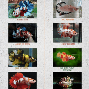 Candy Koi Halfmoon Betta