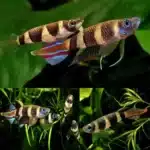 Clown Killifish