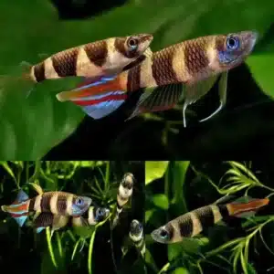 Clown Killifish