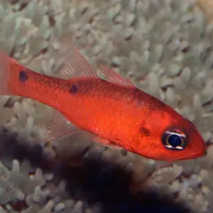 Flame Cardinal