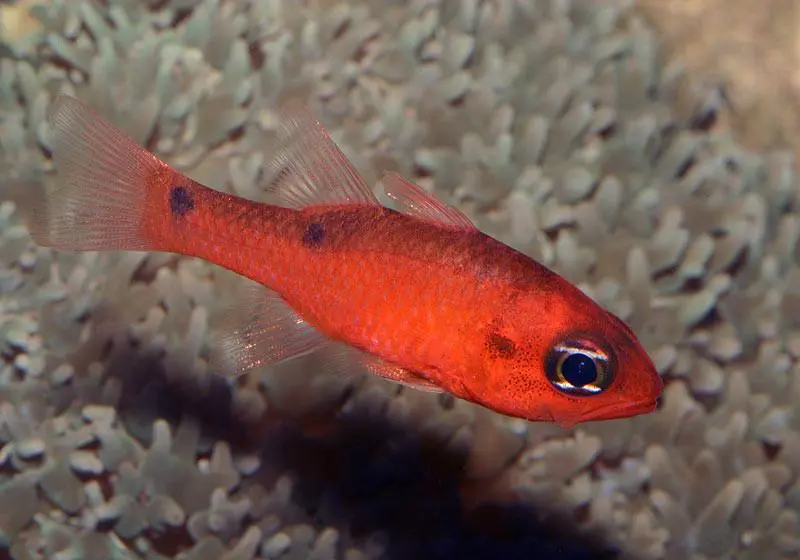 flame-cardinal-reefs.jpg Flame Cardinal - Image 1