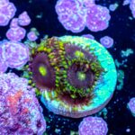 Bozo's Birthday Zoanthids - Image 6