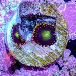 Bozo's Birthday Zoanthids - Image 4