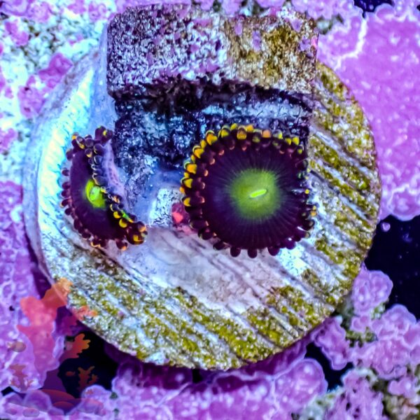 Bozo's Birthday Zoanthids - Image 4
