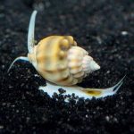 XL Tongan Nassarius Snail
