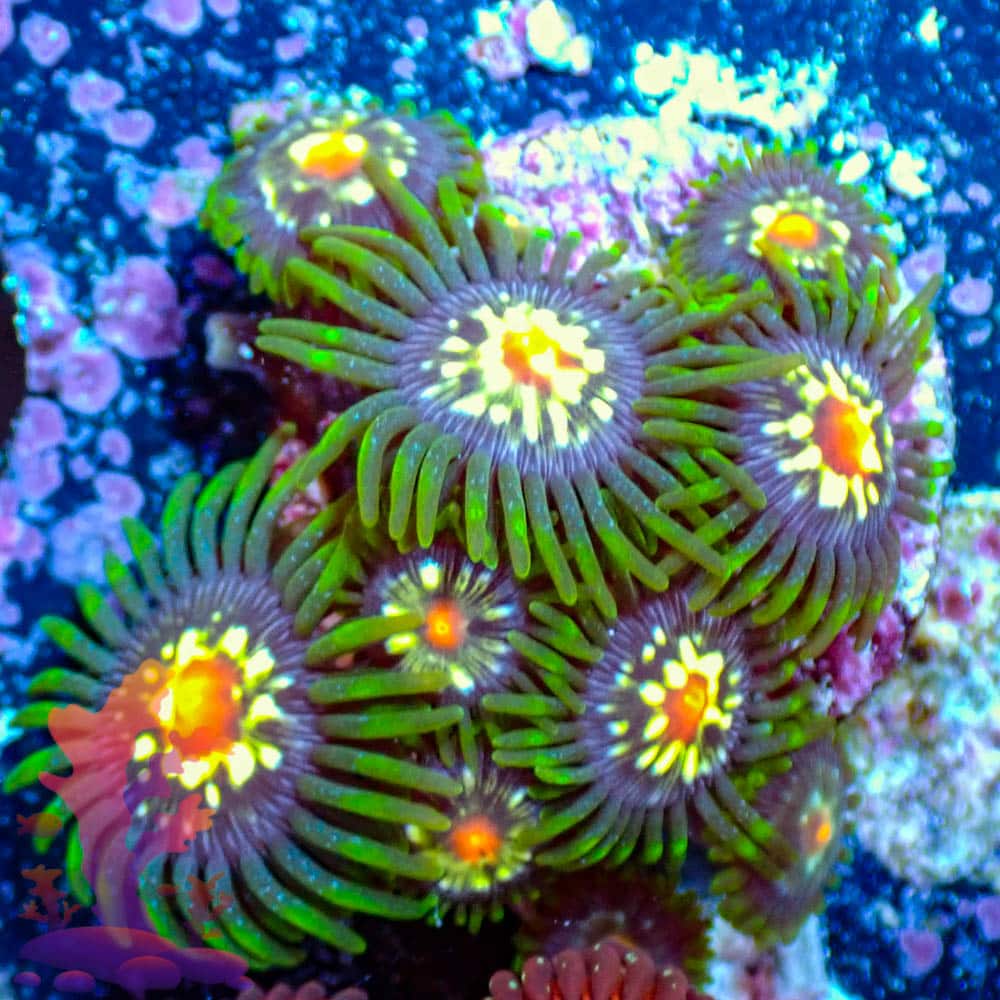 Stargazers Stargazers - WYSIWYG - 9001003 - Image 1