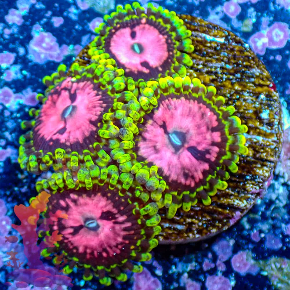 Pink Diamonds Pink Diamonds - WYSIWYG - 9001013 - Image 1