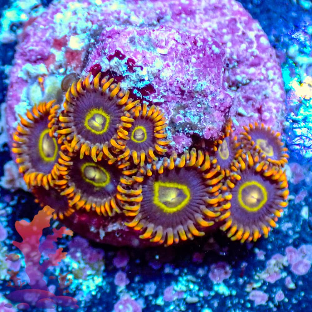 Rainbow Hornets Rainbow Hornets - WYSIWYG - 9001022 - Image 1