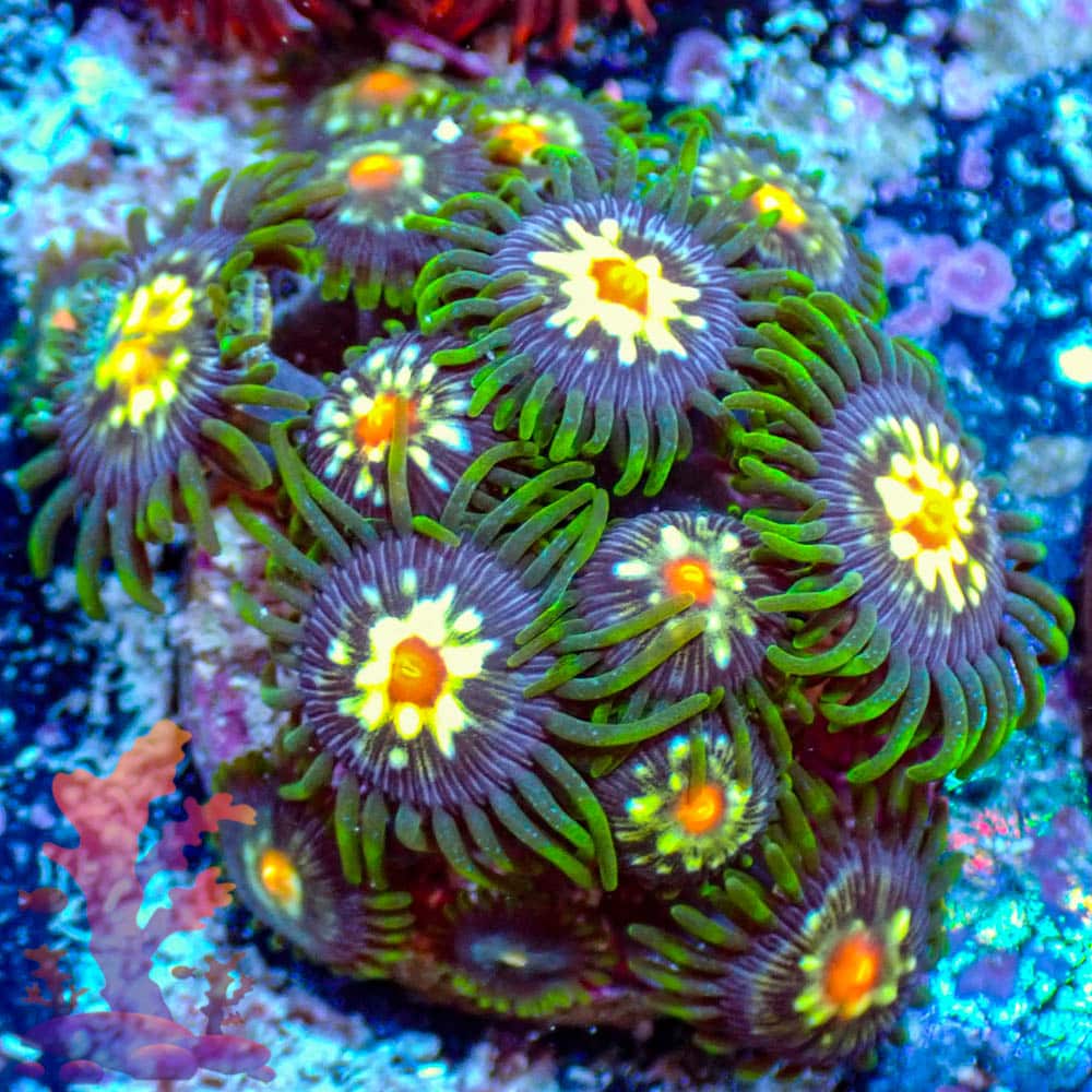 Stargazers Stargazers - WYSIWYG - 9001026 - Image 1