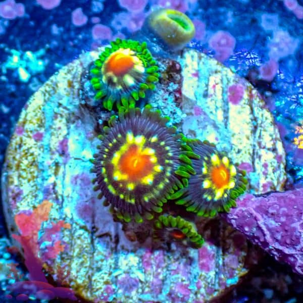 Stargazers Stargazers - WYSIWYG - 9001043 - Image 1