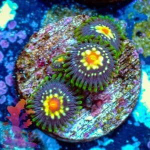 Stargazers - WYSIWYG - 9001044