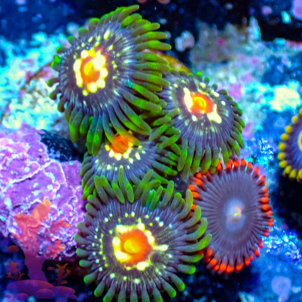 Stargazers Stargazers - WYSIWYG - 9001055 - Image 1