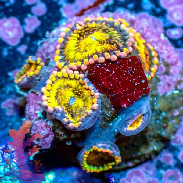 Pandoras - WYSIWYG - 9001058 - Image 1