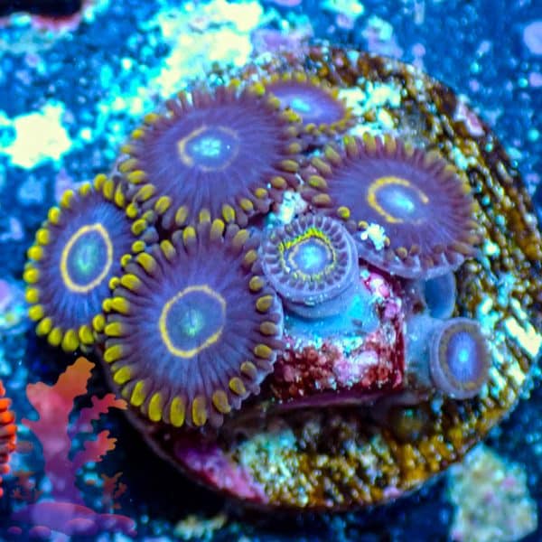 Blue Hornets - WYSIWYG - 9001060 - Image 1