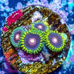 Purple Hearts - WYSIWYG - 9001062
