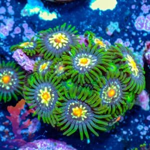 Stargazers - WYSIWYG - 9001064
