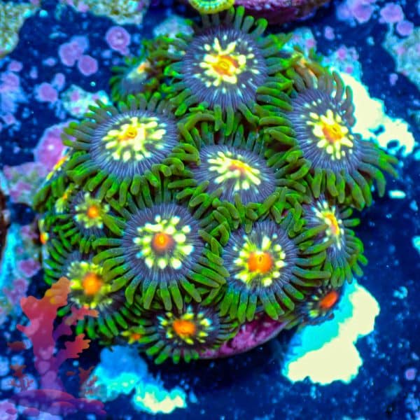 Stargazers - WYSIWYG - 9001065 - Image 1