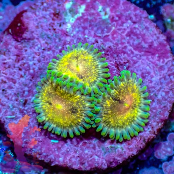 Stardust Zoas Stardust Zoas - WYSIWYG - 9001067 - Image 1