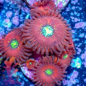 Magicians - WYSIWYG - 9001083