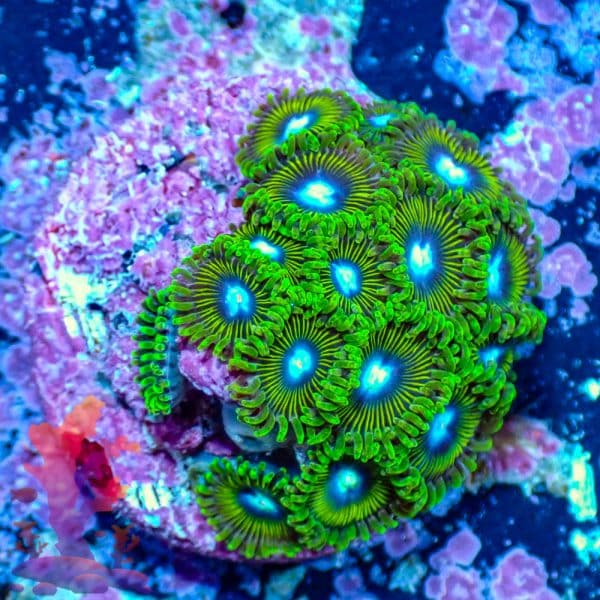 Mean Greens - WYSIWYG - 9001086 - Image 1