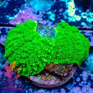 Neon Green Mushrooms - WYSIWYG - 9001090