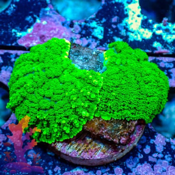 Neon Green Mushrooms - WYSIWYG - 9001090 - Image 1