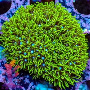 Neon Green Star Polyps - WYSIWYG - 9001094