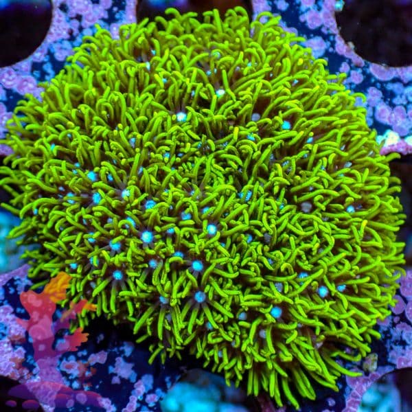 Neon Green Star Polyps - WYSIWYG - 9001094 - Image 1