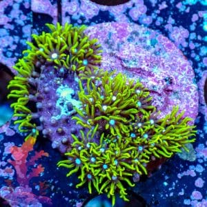 Neon Green Star Polyps - WYSIWYG - 9001095