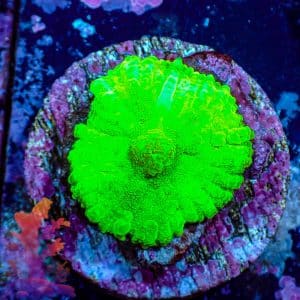 Neon Green Mushroom - WYSIWYG - 9001099