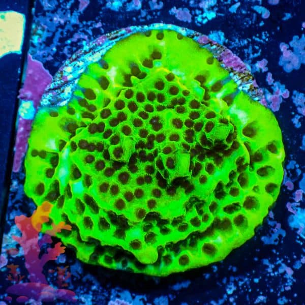 Montipora Spongodes - WYSIWYG - 9001100 - Image 1