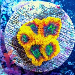 Yellow Submarine Favia - WYSIWYG - 9001101