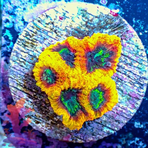 Yellow Submarine Favia - WYSIWYG - 9001101 - Image 1