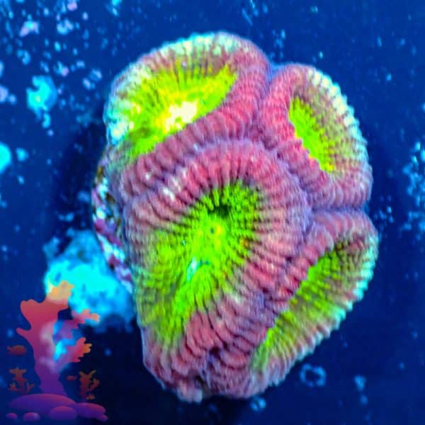 WWC Fantasmo Favia - WYSIWYG - 9001102 - Image 1