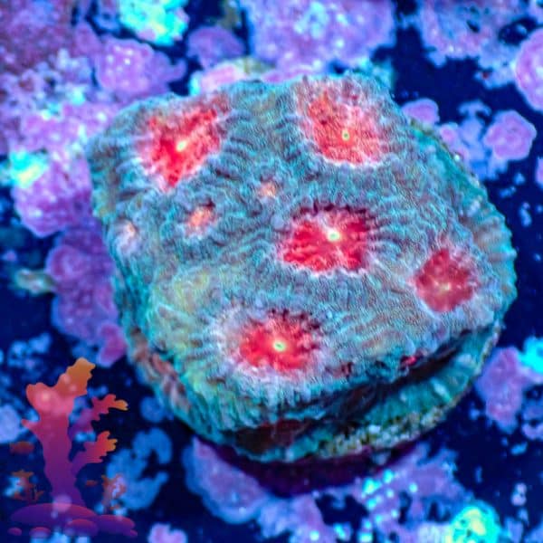 Angel Eyes Favia - WYSIWYG - 9001103 - Image 1