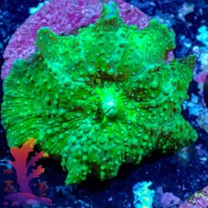 Green Disco Mushroom - WYSIWYG - 9001105