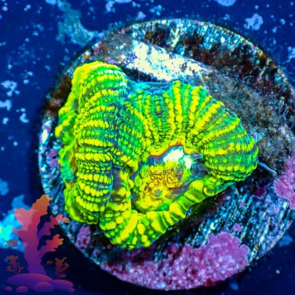 TSA Out of Bounds Favia - WYSIWYG - 9001108 - Image 1