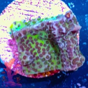 Montipora Spongodes - WYSIWYG - 9001109