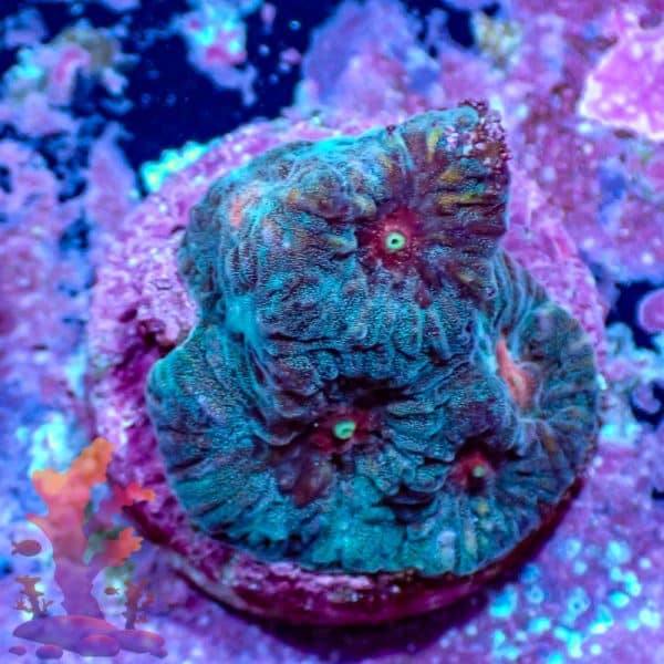 Angel Eyes Favia - WYSIWYG - 9001112 - Image 1