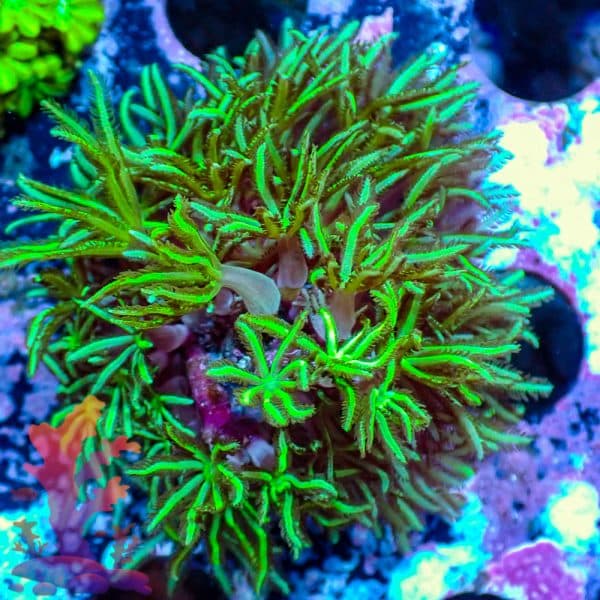 Pipe Organ Coral - WYSIWYG - 9001116 - Image 1