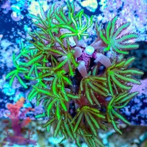 Pipe Organ Coral - WYSIWYG - 9001117