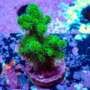Neon Green Poccilipora - WYSIWYG - 9001118