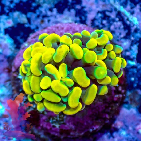 Gold Branching Hammer Gold Branching Hammer - WYSIWYG - 9001119 - Image 1