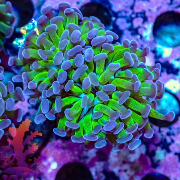 Branching Hammer - WYSIWYG - 9001129 - Image 1