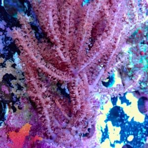 Pink Gorgonian - WYSIWYG - 9001131