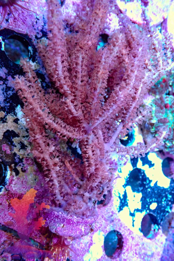 Pink Gorgonian Pink Gorgonian - WYSIWYG - 9001131 - Image 1